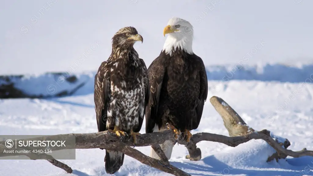 Juvenile and Adult Bald Eagles in Homer, Alaska