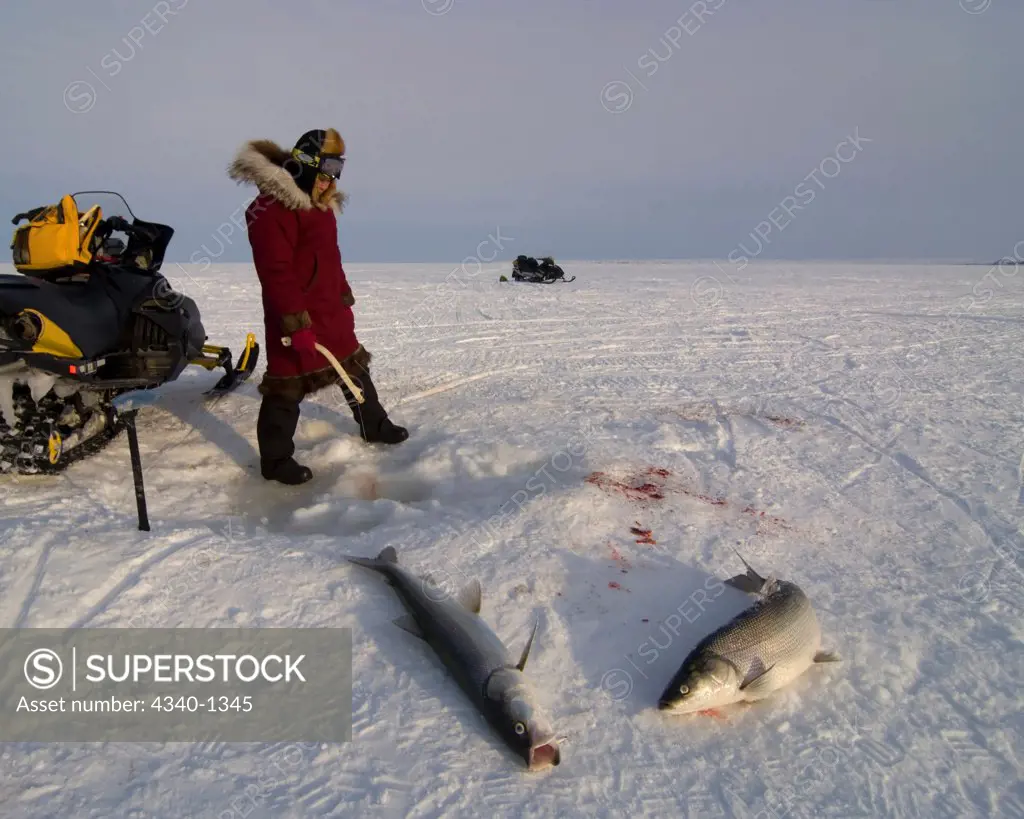 Inupiaq Woman Catching Fish through Pack Ice in the Chukchi Sea