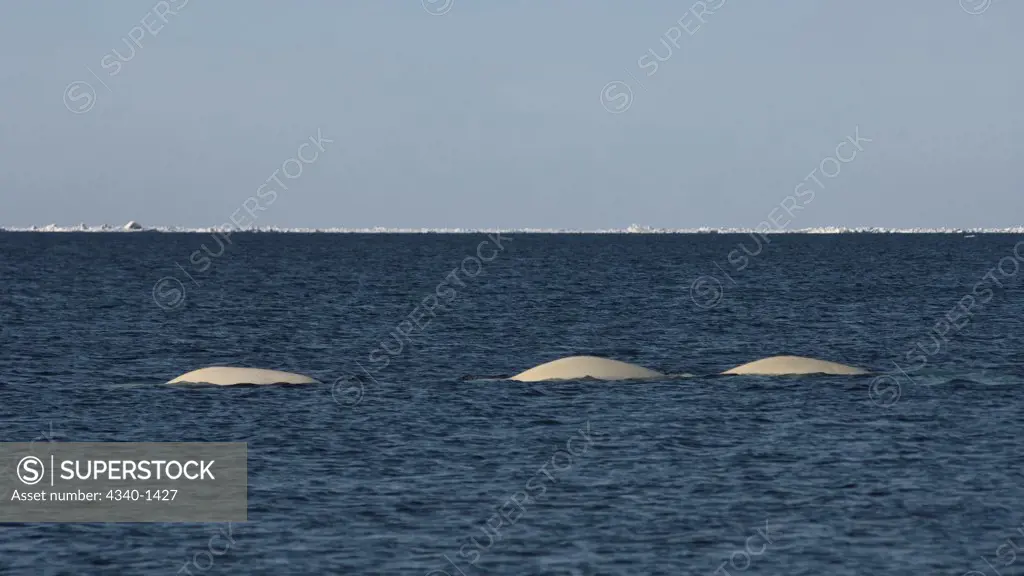 Beluga Whales Traveling in the Chukchi Sea