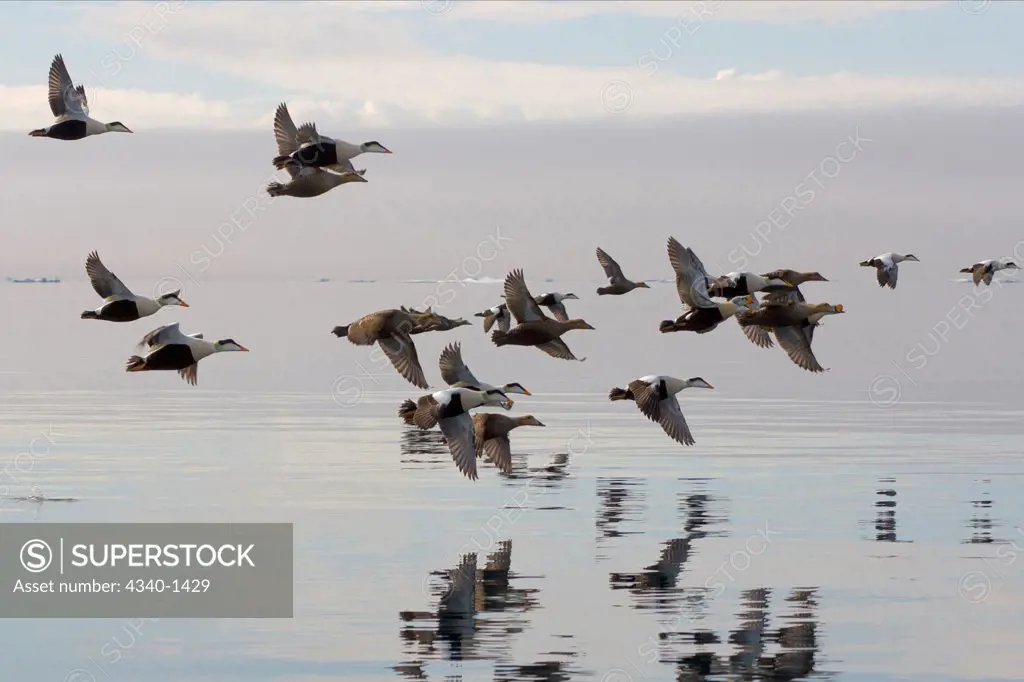 Common and King Eider Ducks In Flight