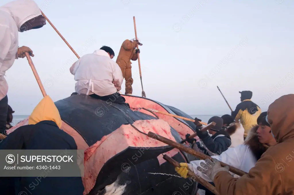 Inupiaq Whalers Butchering a Bowhead Whale in the Chukchi Sea