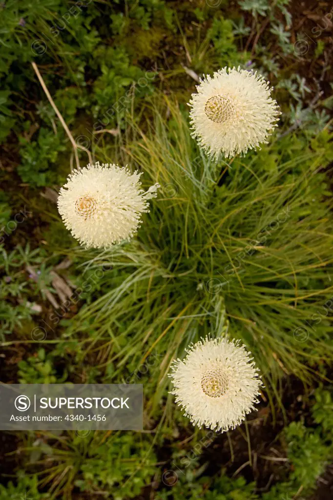 Wildflowers in Cascades National Park, Washington