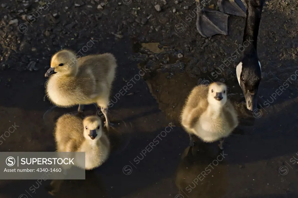 Canada Geese Chicks Drinking from a Puddle