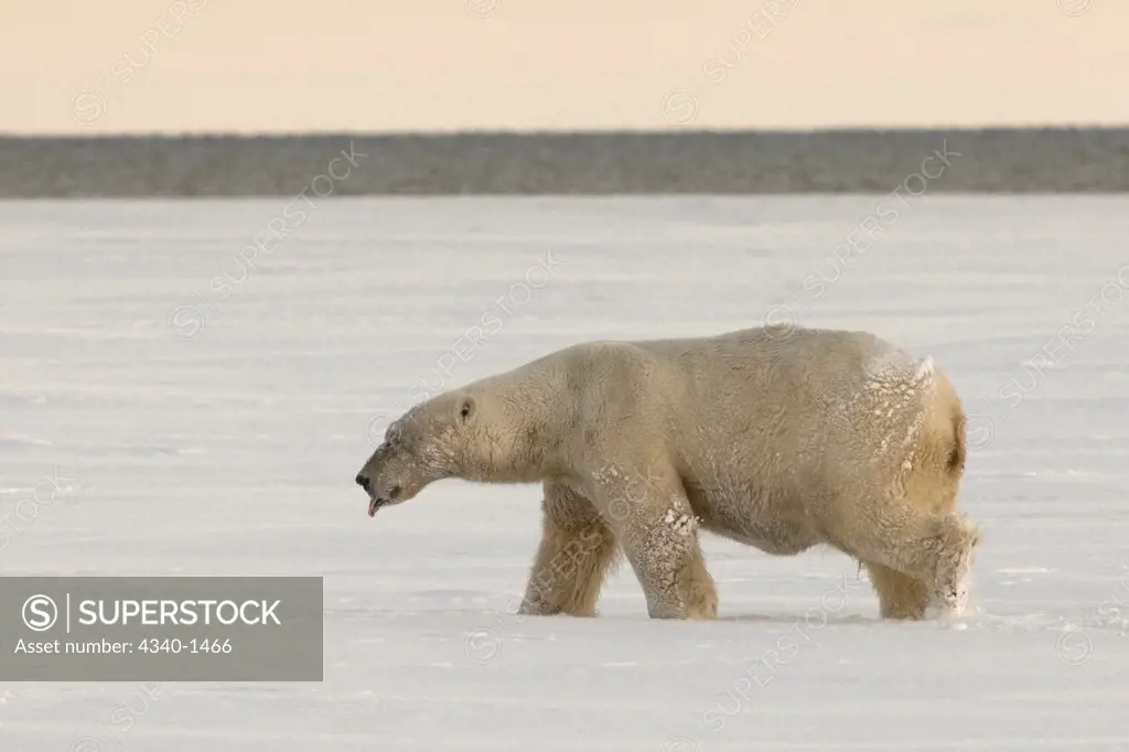 Male polar Bear Walking on the Pack Ice