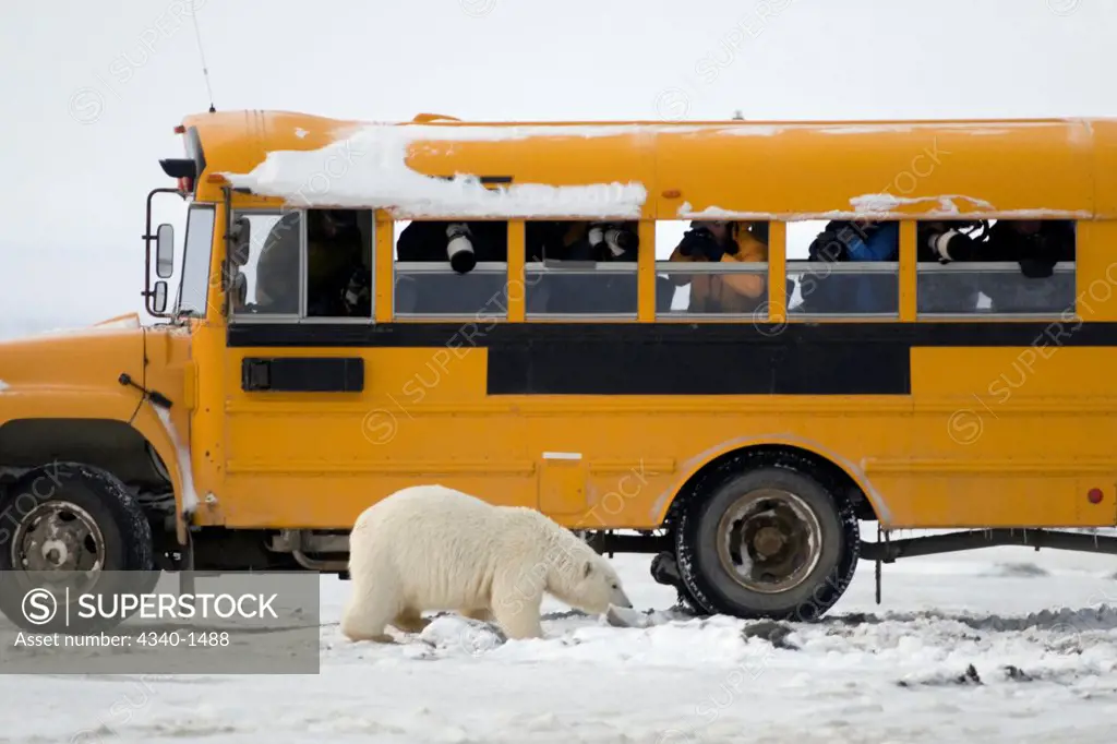 Young Polar Bear and Bus Filled with Photographers