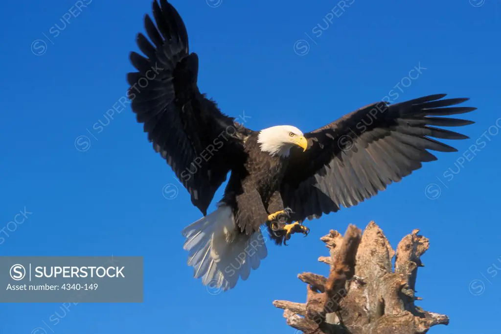 Bald Eagle Landing on Driftwood Perch