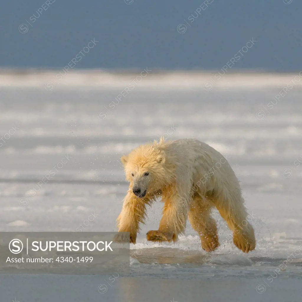 Polar Bear Playing On Newly Forming Pack Ice