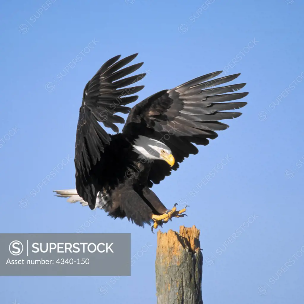 Bald Eagle Landing on Wooden Perch