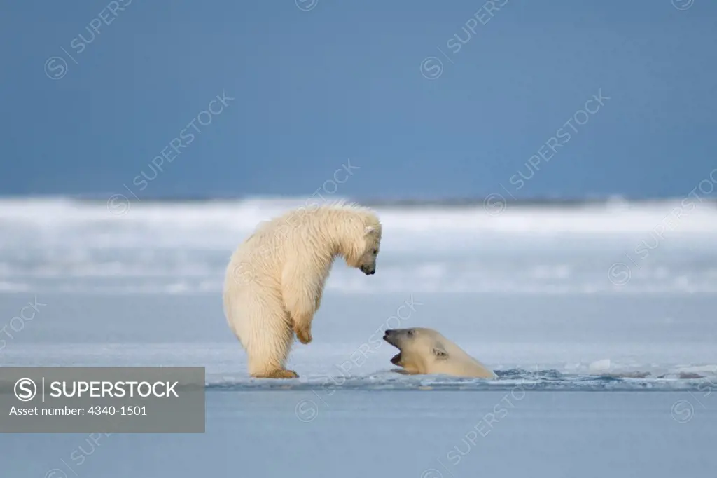 Polar Bears Playing On Newly Forming Pack Ice