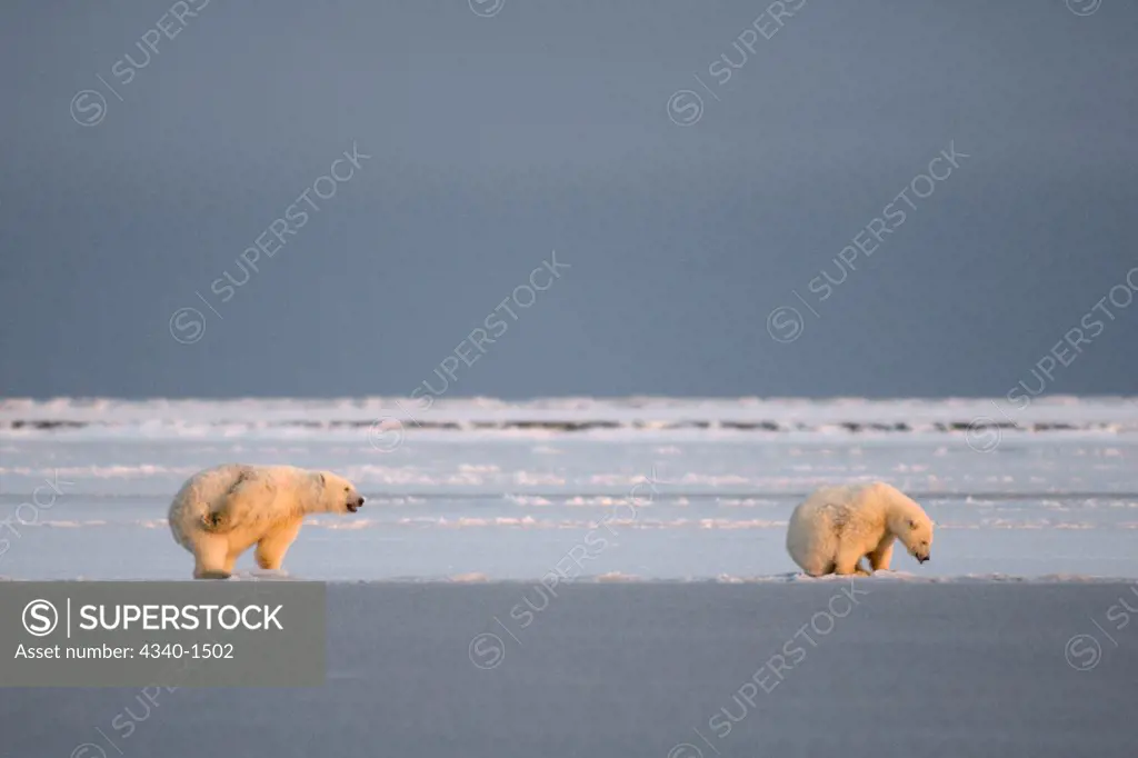 Polar Bear Cubs Chasing One Another Around The Pack Ice