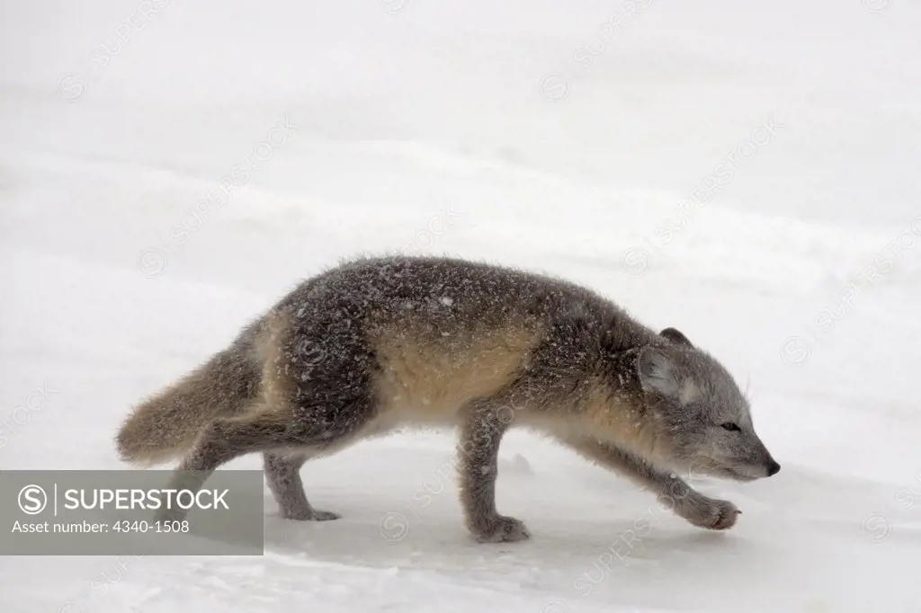 Young Arctic Fox Along The Arctic Coast