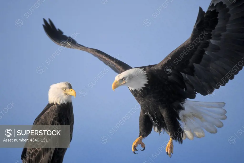 Two Bald Eagles in Homer, Alaska