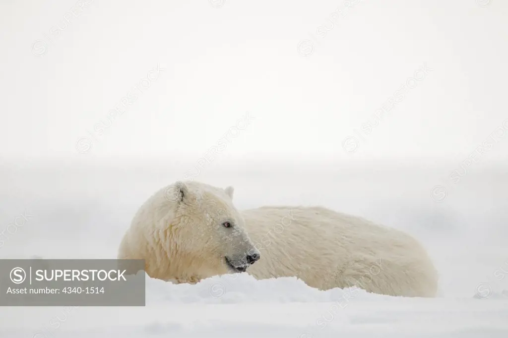 Polar Bear Cub Resting On Newly Formed Pack Ice