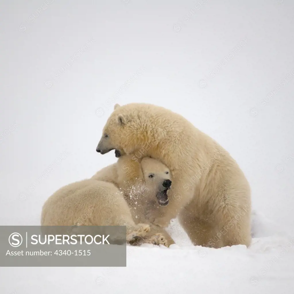 Polar Bear Cubs Playing On Newly Formed Pack Ice