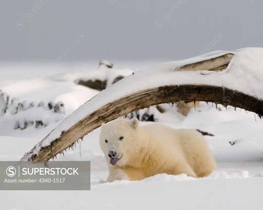Polar Bear Cub Scavenging a Whale Carcass