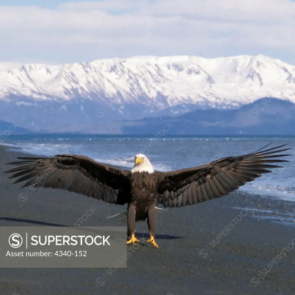 Bald Eagle with Spread Wings