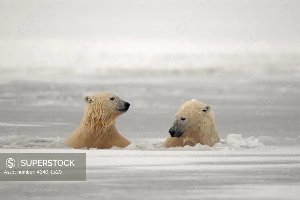 Female Polar Bear With Cub Swimming Through The Pack Ice