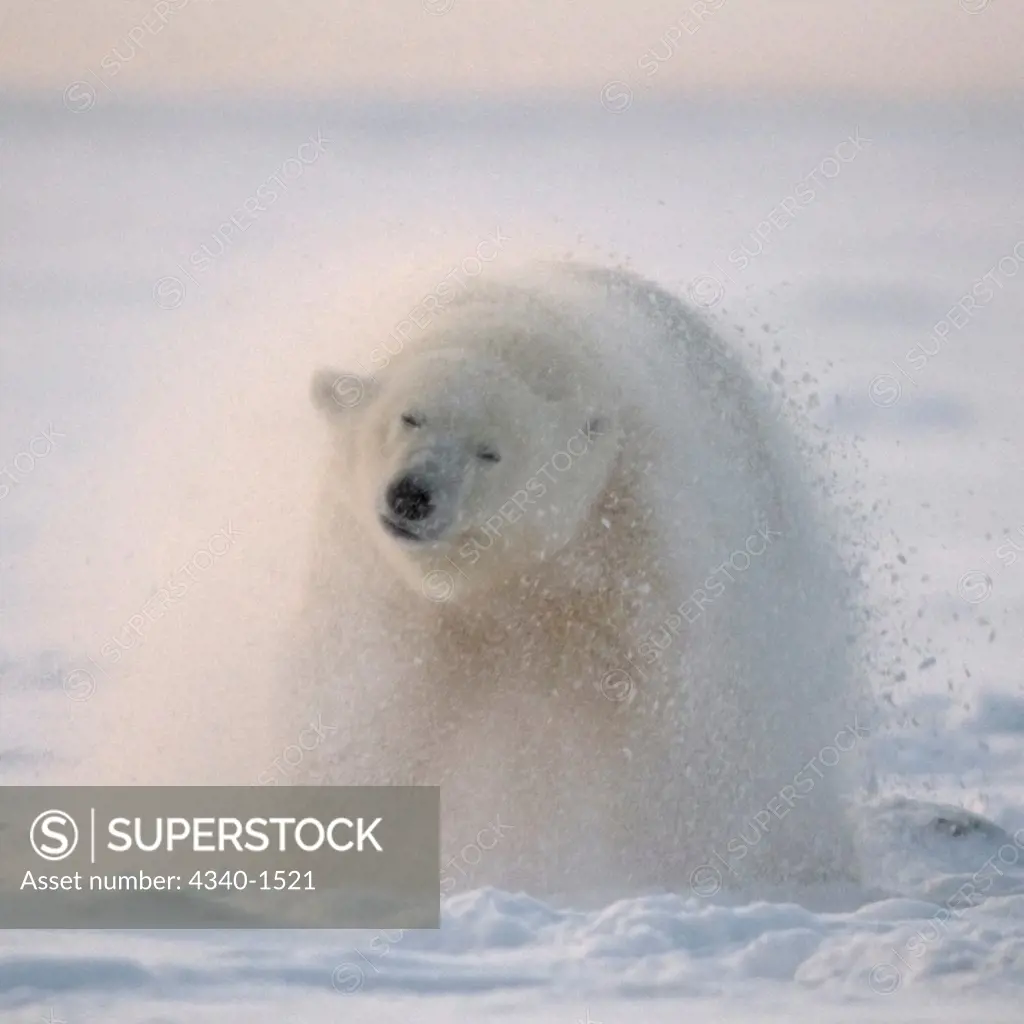 Polar Bear Shaking Off Snow