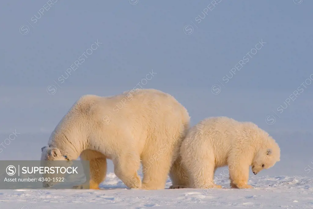 Female Polar Bear With Cub On The Pack Ice