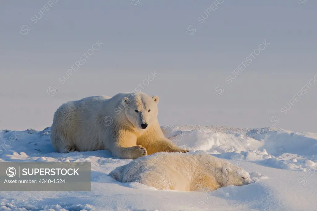 Female Polar Bear With Cub Resting On The Pack Ice