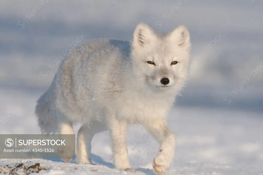 Arctic Fox Along The Arctic Coast Of Alaska