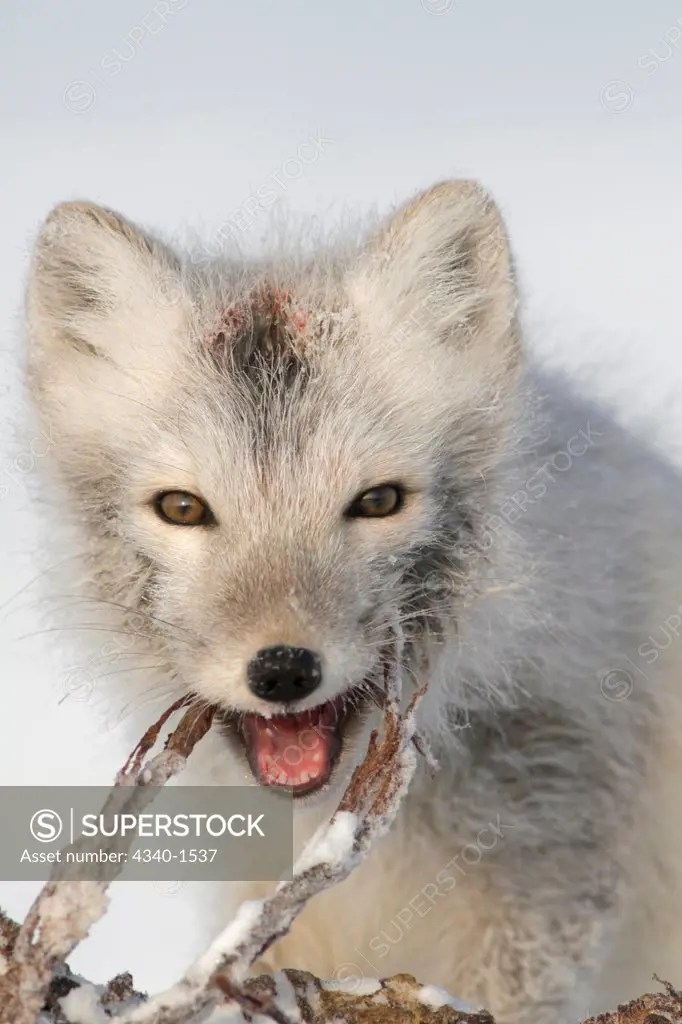 Arctic Fox Feeding Along The Arctic Coast Of Alaska