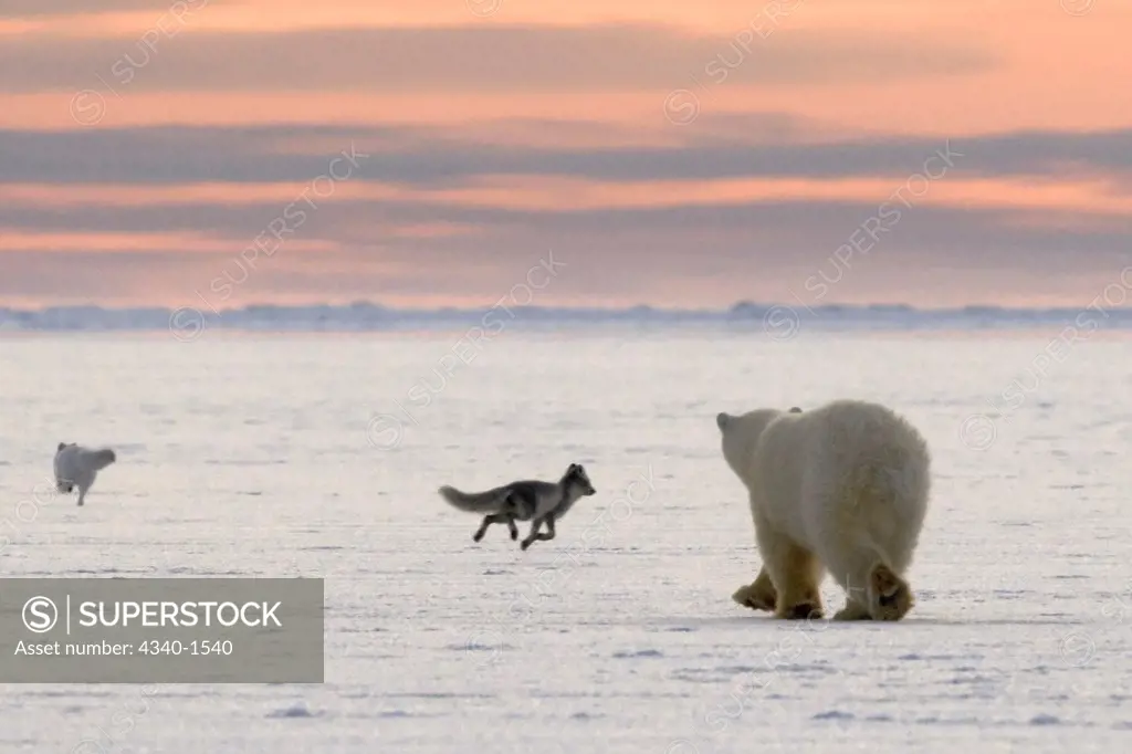 Young Polar Bear Chasing  Arctic Foxes