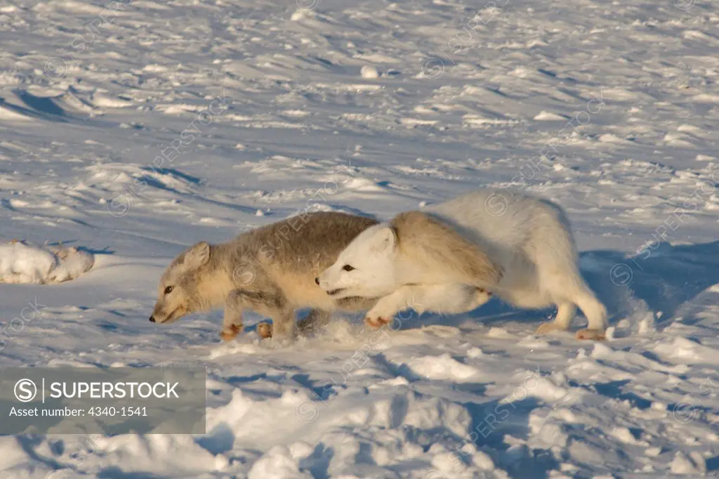 Arctic Foxes Playing Along The Arctic Coast Of Alaska