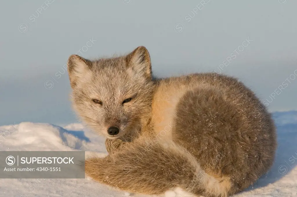 Arctic Fox Resting Along The Arctic Coast Of Alaska