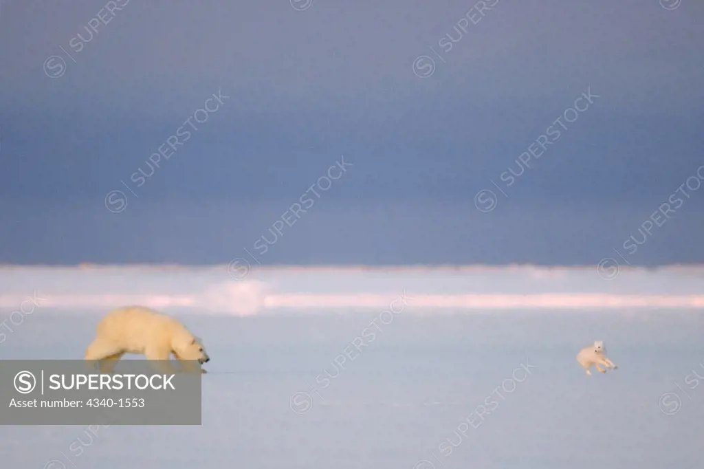 Young Polar Bear Chasing An Arctic Fox