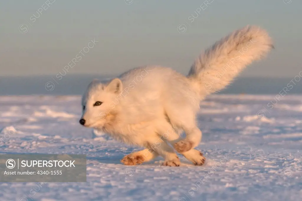 Arctic Fox Along The Arctic Coast Of Alaska