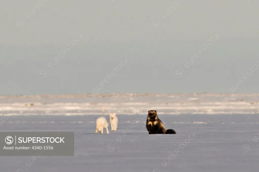 Wolverine with Two Arctic Foxes On The Pack Ice