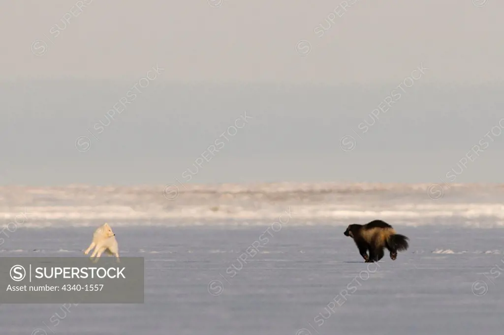 Wolverine Chasing An Arctic Fox