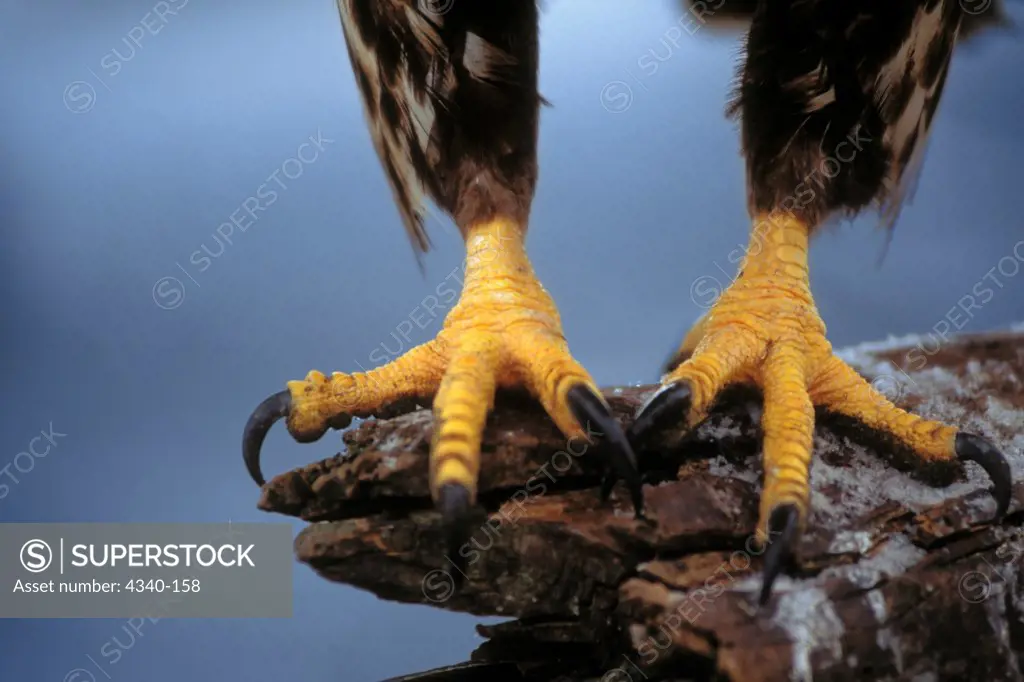 Talons of a Bald Eagle