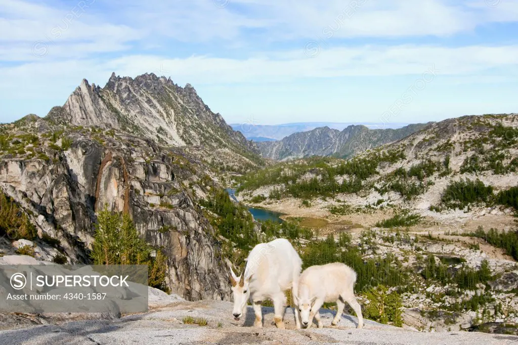 Mountain Goats in The Enchantments Lake Basin
