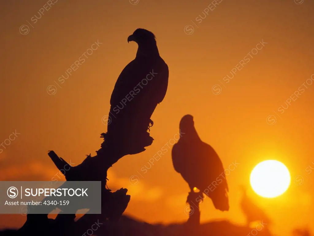 Silhouettes of Bald Eagles at Sunset