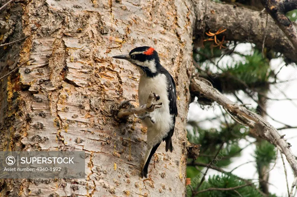 Hairy Woodpecker in a Pine Tree
