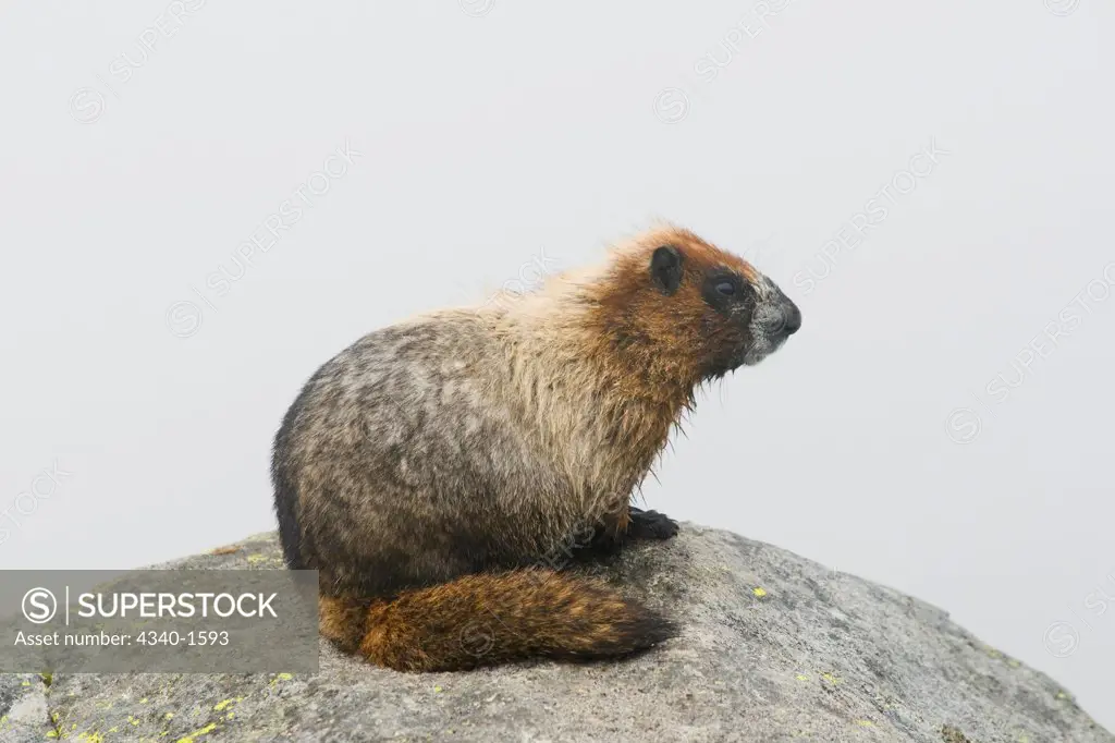 Hoary Marmot in the North Cascades National Park