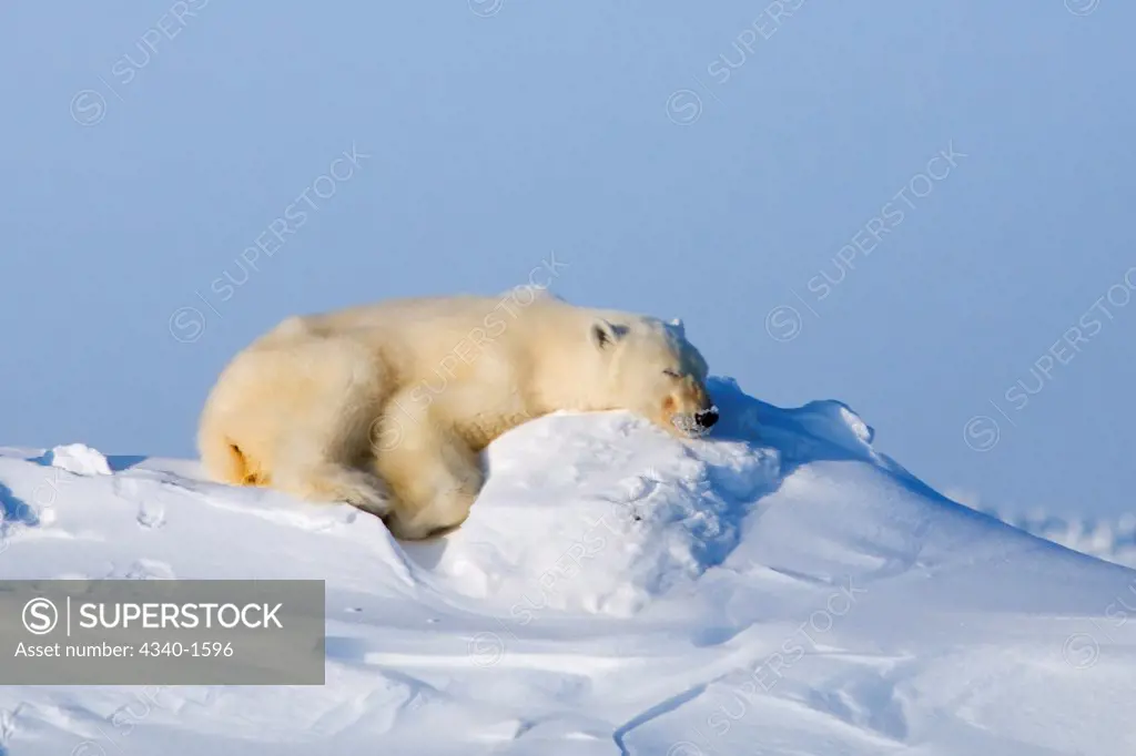 An adult polar bear (Ursus maritimus) sleeps on a snow bank along the Arctic coast in wintertime, Alaska.