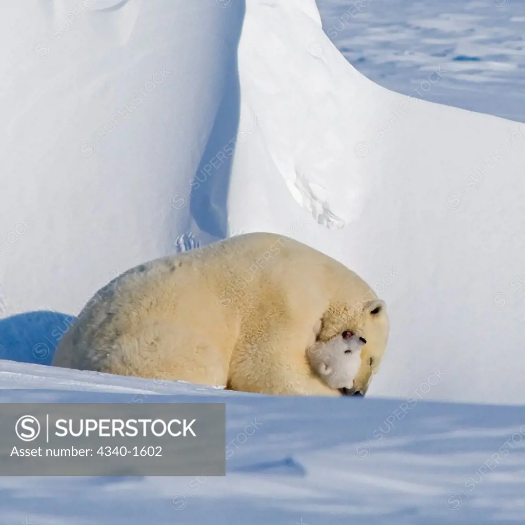 A polar bear (Ursus maritimus) sow plays with her spring cub outside their den in late wintertime, along the Arctic coast of Alaska.