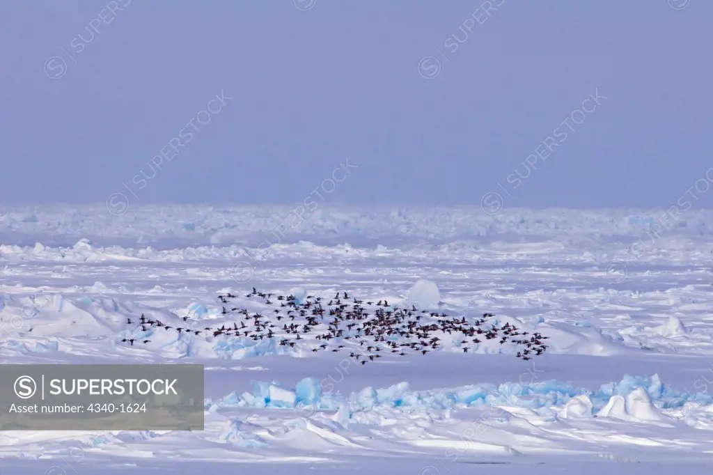 King eider (Somateria Spectabilis) ducks in flight over the pack ice on the Chukchi Sea during Spring migration, off the Arctic coastal village of Barrow, Alaska. 