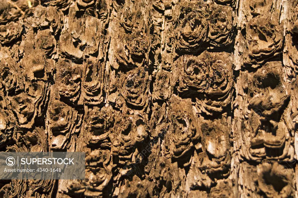 Abstract patterns in the bark of a tree, McKittrick Canyon, Guadalupe Mountains National Park.