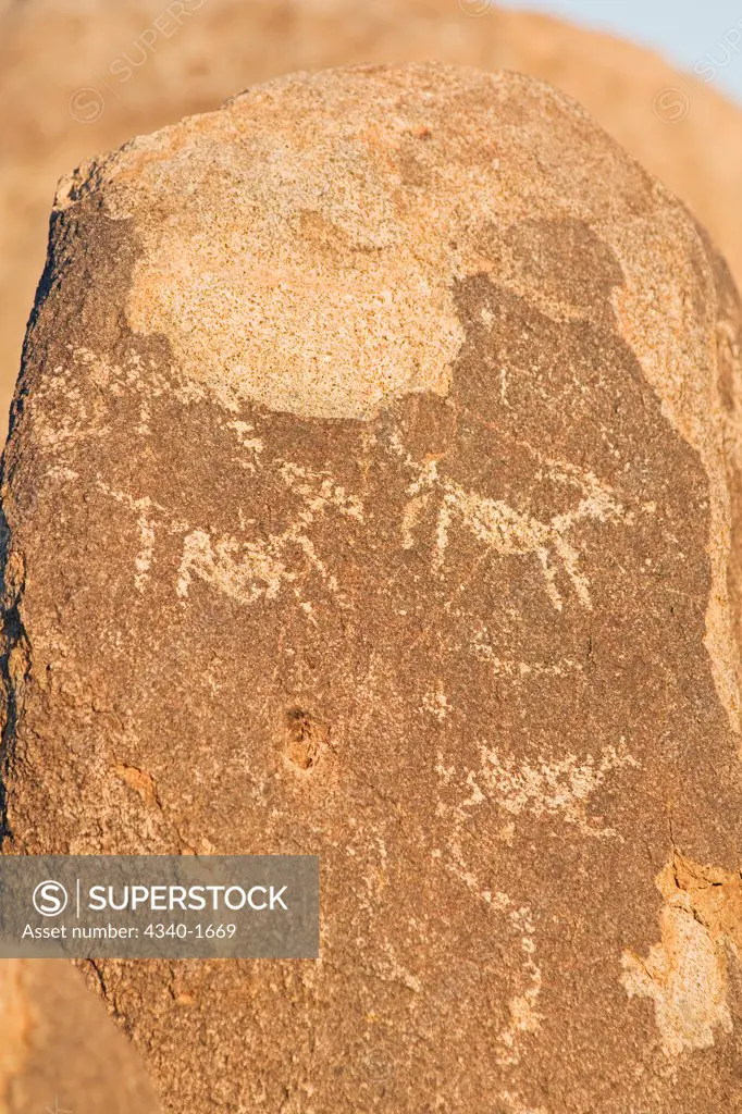 More than 800 years old, the Signal Hill trail has dozens of ancient petroglyphs in Saguaro National Park (west), the Sonoran Desert, Arizona.