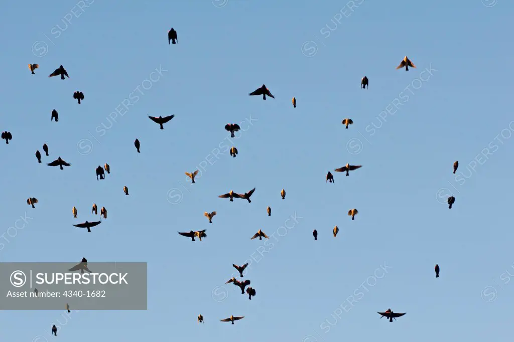 A swarm of red-winged blackbirds (Agelaius phoeniceus), in flight at sunset, during winter in the Bosque del Apache National Wildlife Refuge, New Mexico.