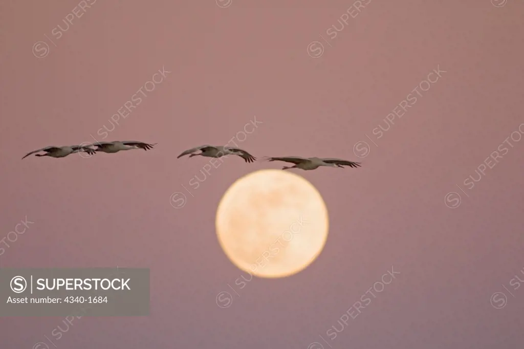 Sandhill cranes (Grus canadensis) fly by a full moon at sunset, in the Bosque del Apache National Wildlife Refuge, New Mexico. Upwards of 12,000 cranes wintered in the area in 2009.