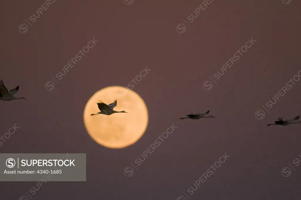 Sandhill cranes (Grus canadensis) fly by a full moon at sunset, in the Bosque del Apache National Wildlife Refuge, New Mexico. Upwards of 12,000 cranes wintered in the area in 2009.