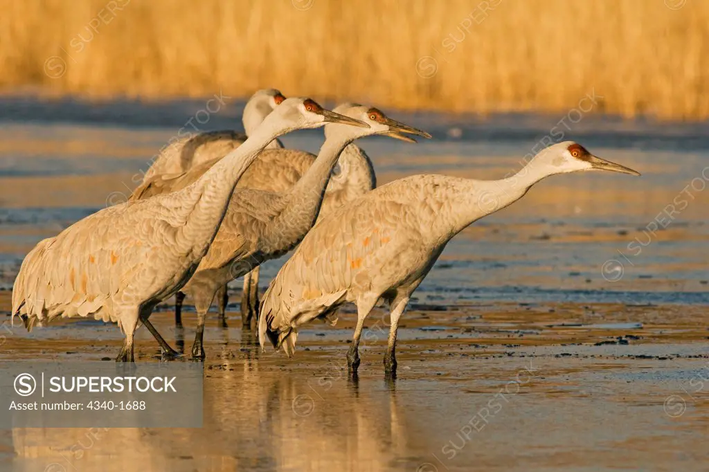 Sandhill cranes (Grus canadensis) prepare to take flight from a farm pond in early morning, in the Bosque del Apache National Wildlife Refuge, New Mexico. The birds take refuge in the ponds from predators such a coyotes during the night.