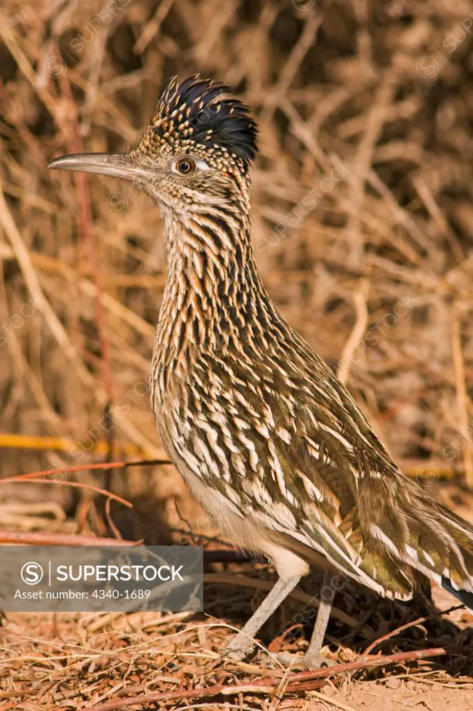 A adult Greater roadrunner (Geococcyx californianus) runs alongside the road in Bosque del Apache National Wildlife Refuge, New Mexico.
