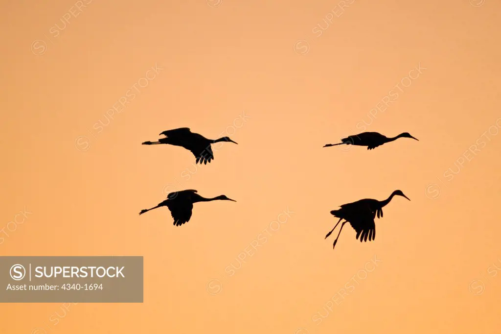 Sandhill cranes (Grus canadensis) wintering in New Mexico come in for a landing on a pond at sunset, in the Bosque del Apache National Wildlife Refuge.