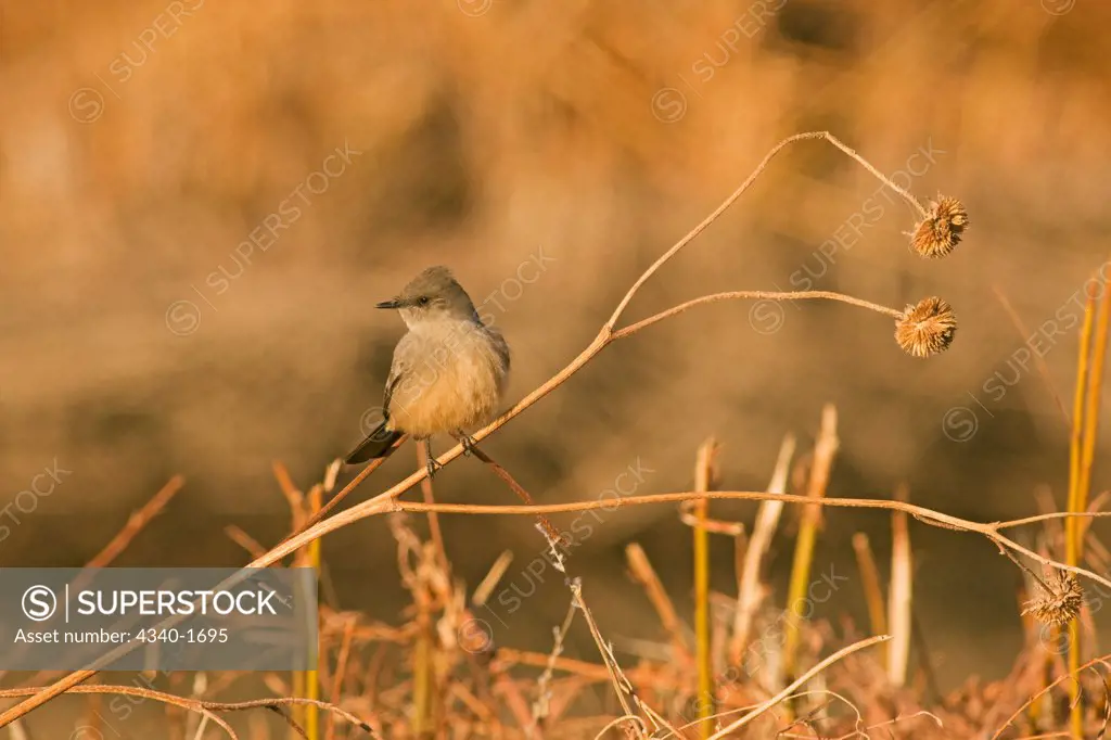 A warbler songbird sits on a delicate branch in wintertime, Bosque del Apache National Wildlife Refuge, New Mexico.